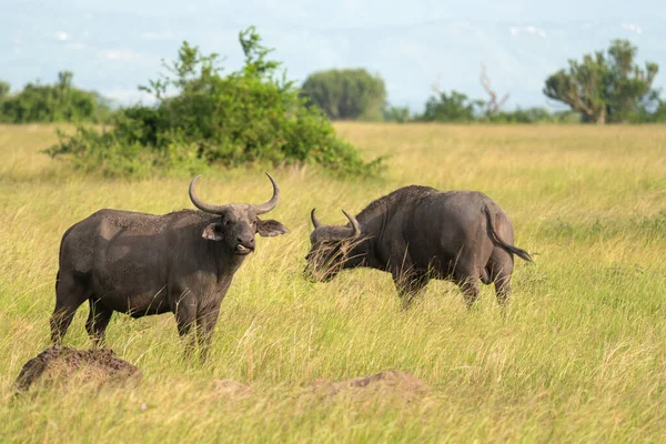 Afrika Bizonu Syncerus Caffer Kraliçe Elizabeth Ulusal Parkı Uganda — Stok fotoğraf