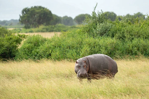 Aygırı Hippopotamus Amfibi Havuzun Dışında Kraliçe Elizabeth Ulusal Parkı Uganda — Stok fotoğraf