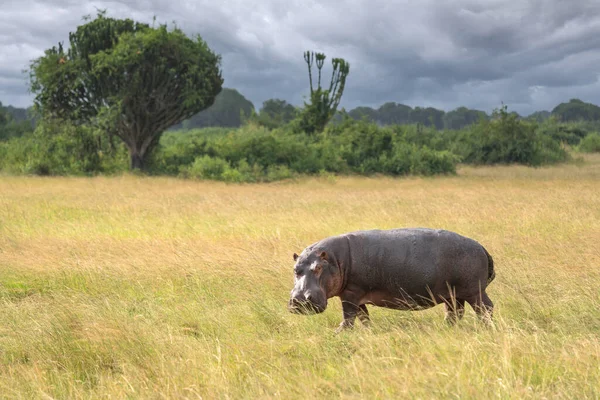 Aygırı Hippopotamus Amfibi Havuzun Dışında Kraliçe Elizabeth Ulusal Parkı Uganda — Stok fotoğraf