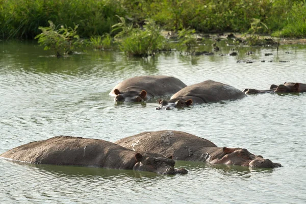 Hippo Amfibie Van Hippopotamus Nationaal Park Koningin Elizabeth Oeganda — Stockfoto