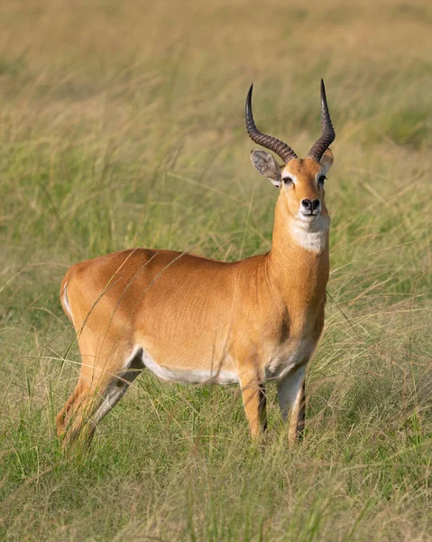 Ouganda Kob Kobus Thomasi Parc National Reine Elizabeth Ouganda — Photo