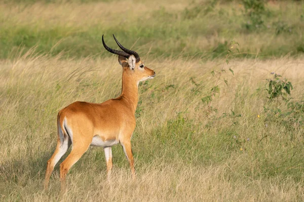 Uganda Kob Kobus Thomasi Parque Nacional Reina Isabel Uganda —  Fotos de Stock