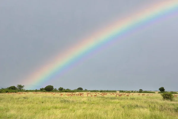 Paesaggio Del Parco Nazionale Della Regina Elisabetta Con Mandrie Kobs — Foto Stock