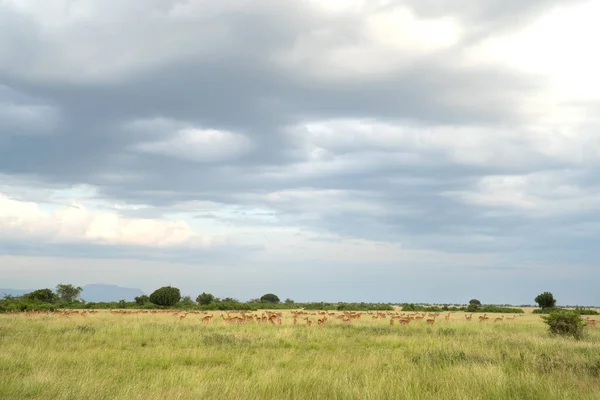 Paesaggio Del Parco Nazionale Della Regina Elisabetta Con Mandrie Kobs — Foto Stock