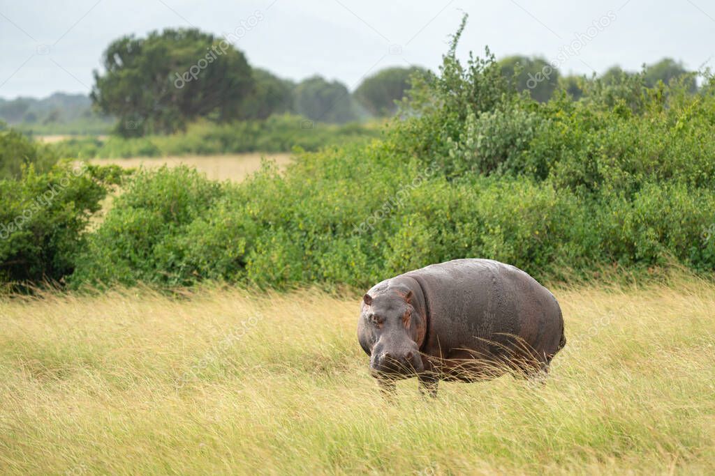 Hippo (Hippopotamus amphibius) outside the pool, Queen Elizabeth National Park, Uganda