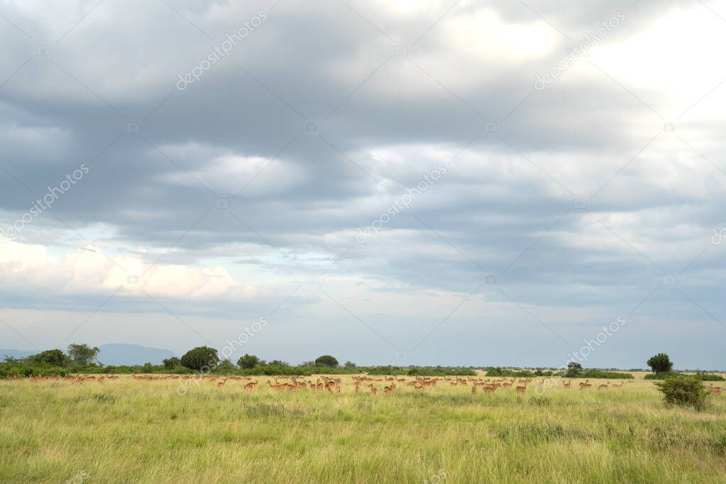 Landscape of Queen Elizabeth National Park with herd of Uganda kobs against sky, Uganda