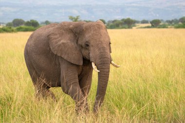 Afrika fili (Loxodonta africana), Kraliçe Elizabeth Ulusal Parkı, Uganda