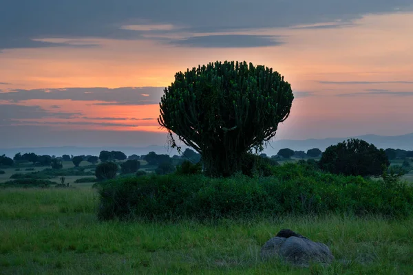 Image Panoramique Paysage Parc National Reine Elizabeth Lever Soleil Ouganda — Photo