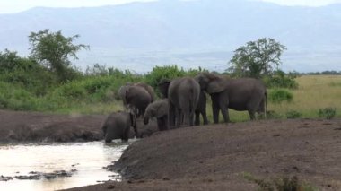 Afrika fili (Loxodonta africana), Kraliçe Elizabeth Ulusal Parkı, Uganda