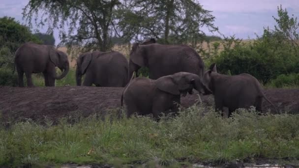 Elefante Africano Loxodonta Africana Parque Nacional Reina Isabel Uganda — Vídeos de Stock