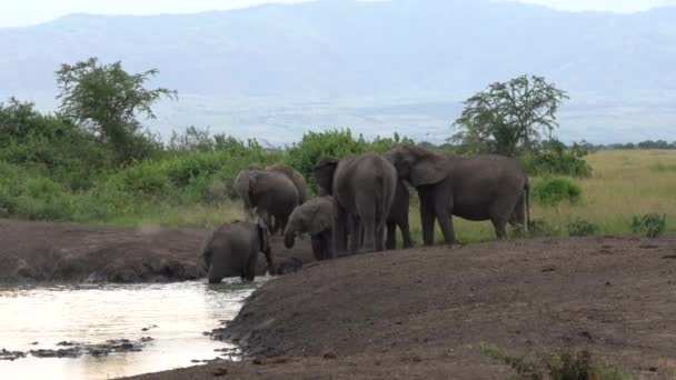 Słoń Afrykański Loxodonta Africana Park Narodowy Królowej Elżbiety Uganda — Wideo stockowe