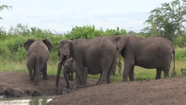 Afrika Fili Loxodonta Africana Kraliçe Elizabeth Ulusal Parkı Uganda — Stok video