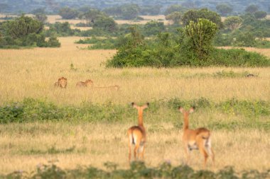 Kraliçe Elizabeth Ulusal Parkı 'nın panoramik manzarası. Aslanların gururu Uganda. 