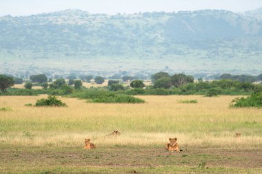 Kraliçe Elizabeth Ulusal Parkı 'nın panoramik manzarası. Aslanların gururu Uganda. 