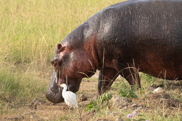 Hippo Amfibie Van Hippopotamus Nationaal Park Koningin Elizabeth Oeganda — Stockfoto