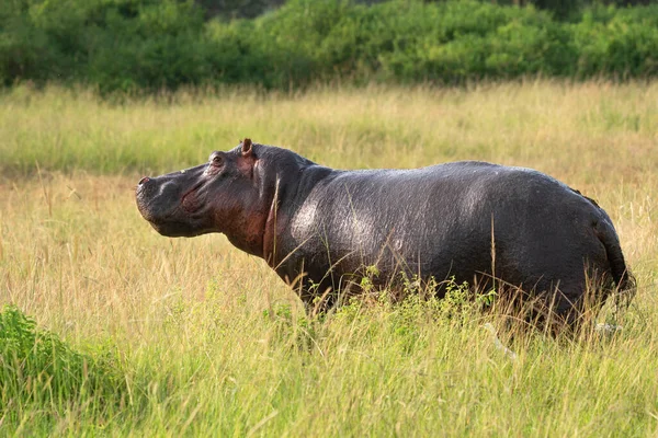 Hipopótamo Hippopotamus Amphibius Parque Nacional Reina Isabel Uganda —  Fotos de Stock