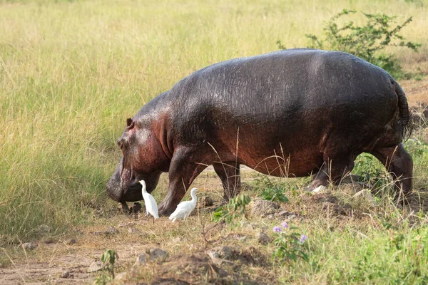 Hipopótamo Hippopotamus Amphibius Parque Nacional Reina Isabel Uganda —  Fotos de Stock