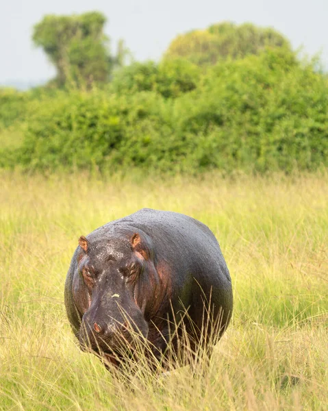 Hipopótamo Hippopotamus Amphibius Parque Nacional Reina Isabel Uganda —  Fotos de Stock