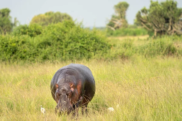Hippo Hippopotamus Amfibi Kraliçe Elizabeth Ulusal Parkı Uganda — Stok fotoğraf