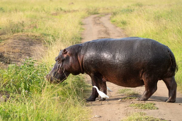 Hippo Hippopotamus Amfibi Kraliçe Elizabeth Ulusal Parkı Uganda — Stok fotoğraf