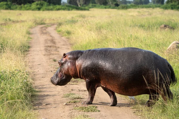 Ippopotamo Hippopotamus Amphibius Parco Nazionale Della Regina Elisabetta Uganda — Foto Stock