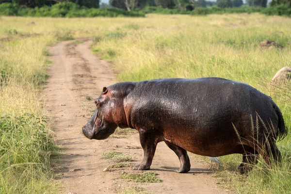 Hippo Hippopotamus Amfibi Kraliçe Elizabeth Ulusal Parkı Uganda — Stok fotoğraf