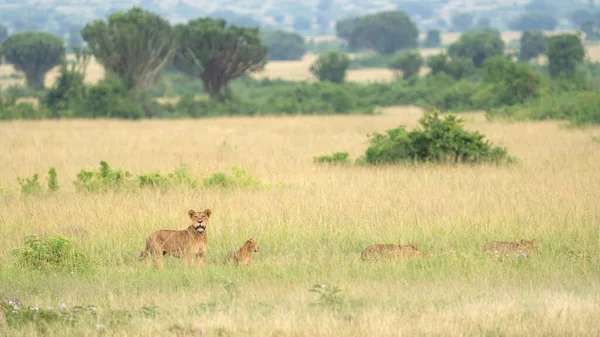 Paisaje Panorámico Del Parque Nacional Reina Isabel Con Orgullo Leones —  Fotos de Stock