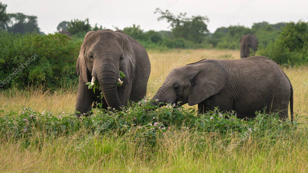 African elephant (Loxodonta africana), Queen Elizabeth National Park, Uganda