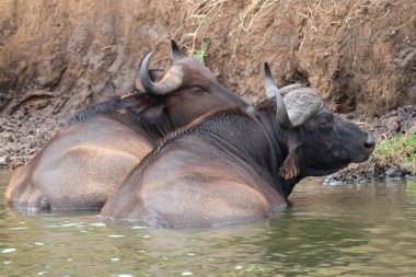 African buffalo (Syncerus caffer), Kazinga Channel, Uganda clipart
