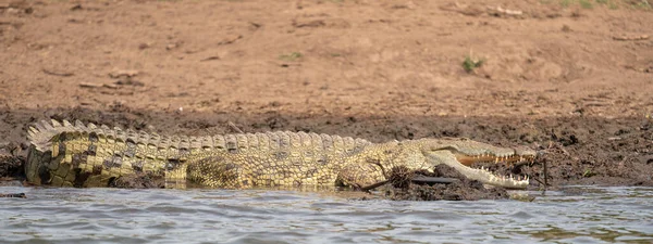 Nile Crocodile Crocodylus Niloticus 照片来自乌干达Kazinga Channel — 图库照片