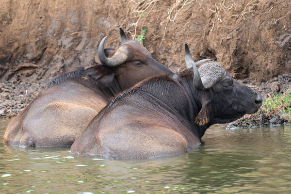 African buffalo (Syncerus caffer), Kazinga Channel, Uganda