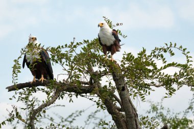 Afrika balık kartalı (Haliaeetus vocifer), Kazinga Kanalı, Uganda