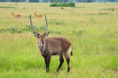 Defassa Waterbuck (Kobus defassa), Uganda Ulusal Parkları