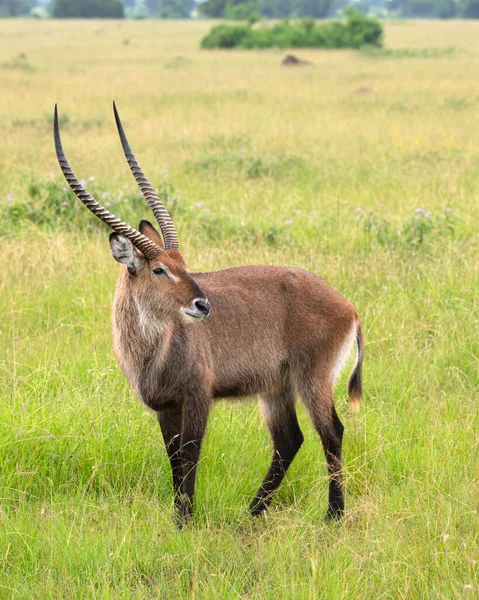 Defassa Waterbuck Kobus Defassa National Parks Uganda — ストック写真