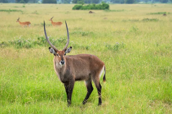 Defassa Waterbuck Kobus Defassa Parques Nacionais Uganda — Fotografia de Stock