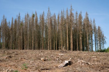 Ölü ormanın panoramik görüntüsü, Kuzey Ren Vestfalya, Almanya 'da orman yok oldu. 