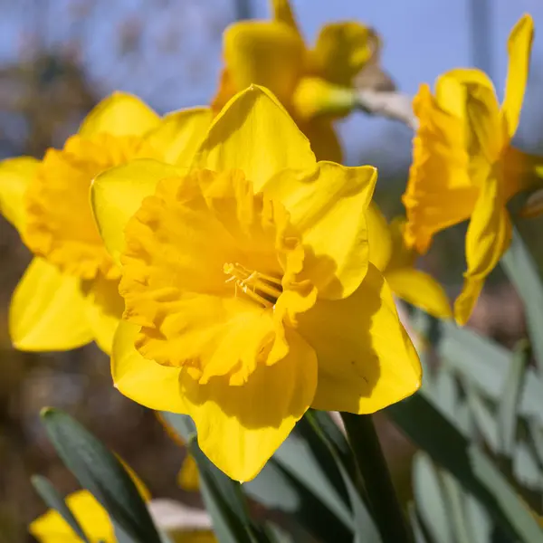 Нарцисс Narcissus Pseudonarcissus Цветы Весны — стоковое фото