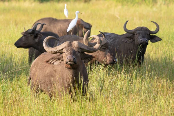Afrika Bizonu Syncerus Caffer Uganda Ulusal Parkları — Stok fotoğraf