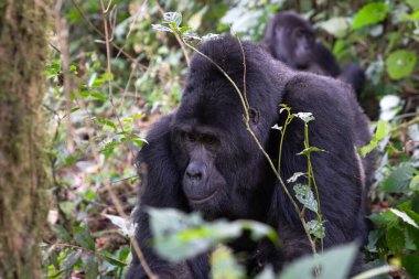 Gorilin görüntüsü Bwindi Ulusal Parkı, Uganda, Afrika 'da.
