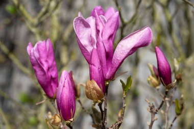 Lale manolyası (Magnolia liiflora), çiçek başlığının görüntüsünü kapat