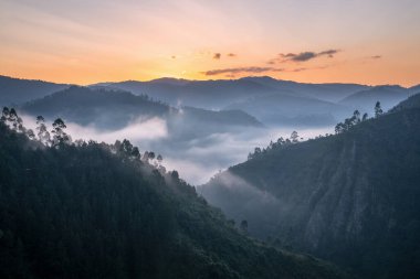 Sabahın erken saatlerinde Bwindi Ulusal Parkı 'nın panoramik görüntüsü, Uganda