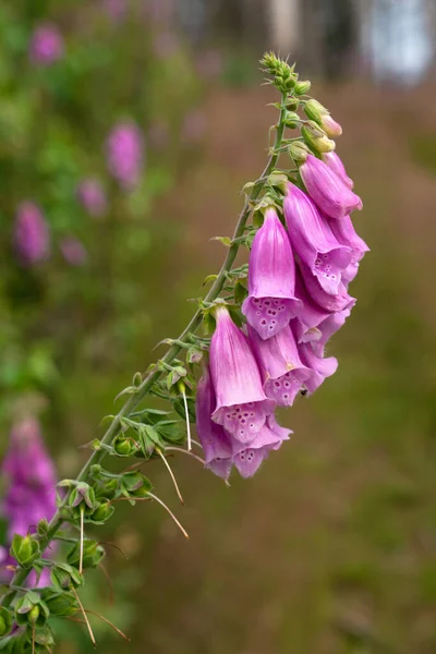 Lila Foxkesztyű Digitalis Purpurea Közelről Erdei Növény — Stock Fotó