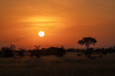 Panoramic image, sunrise at National Parks of Uganda clipart