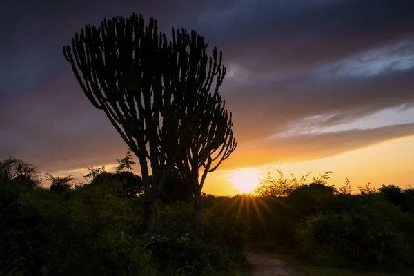 Immagine Panoramica Alba Parchi Nazionali Dell Uganda — Foto Stock