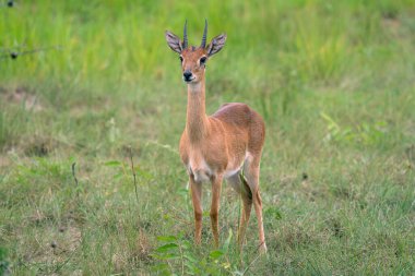 Oribi (Ourebia Ourebi), Murchison Falls Ulusal Parkı, Uganda