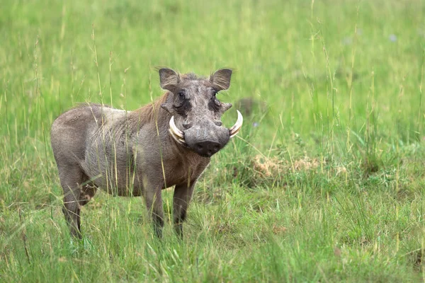 Warthog Phacochoerus Africanus Parques Nacionales Uganda —  Fotos de Stock