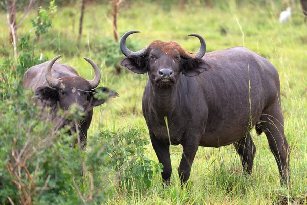 Afrika Bizonu Syncerus Caffer Uganda Ulusal Parkları — Stok fotoğraf