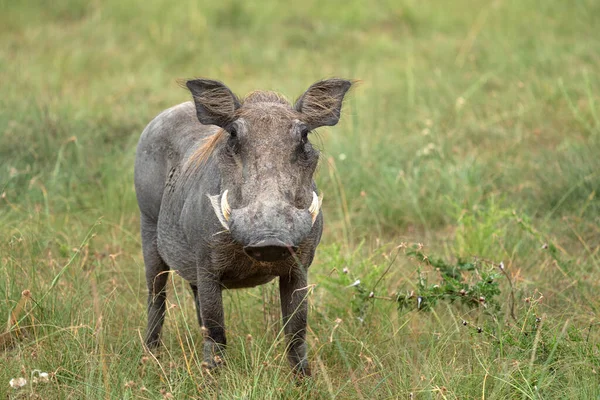 ウガンダ国立公園ワルトグ Phacocherus Africanus — ストック写真