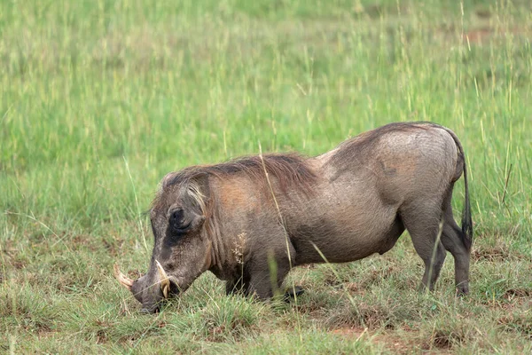 Warthog Phacochoerus Africanus Nationale Parken Van Oeganda — Stockfoto