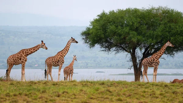 Baringo Żyrafa Giraffa Camelopardalis Parki Narodowe Ugandy — Zdjęcie stockowe
